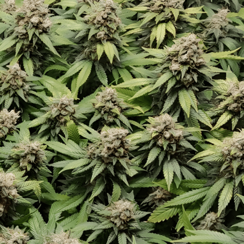 Dutch Passion - Amsterdam Amnesia FEM (3er Pack)