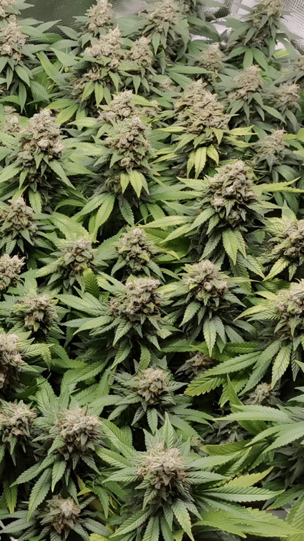 Dutch Passion - Amsterdam Amnesia FEM (3er Pack)