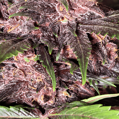 Exotic Seed - Black Haze AUTO (3er Pack)
