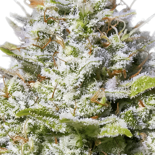Barney's Farm - Blue Gelato 41 FEM (3er Pack)