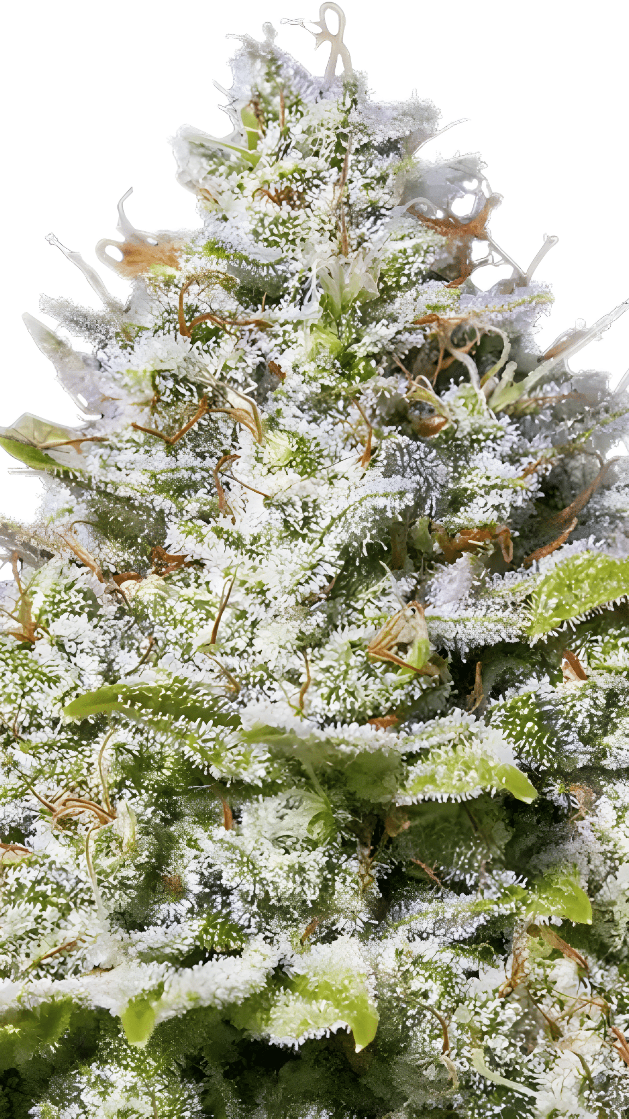 Barney's Farm - Blue Gelato 41 FEM (3er Pack)