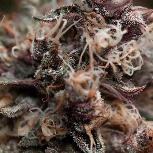 Dutch Passion - Blueberry FEM (3er Pack)