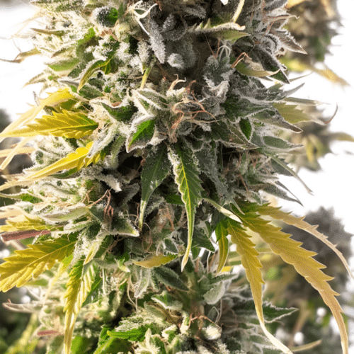Dutch Passion - Colorado Cookies AUTO (3er Pack)