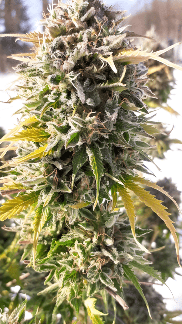Dutch Passion - Colorado Cookies AUTO (3er Pack)