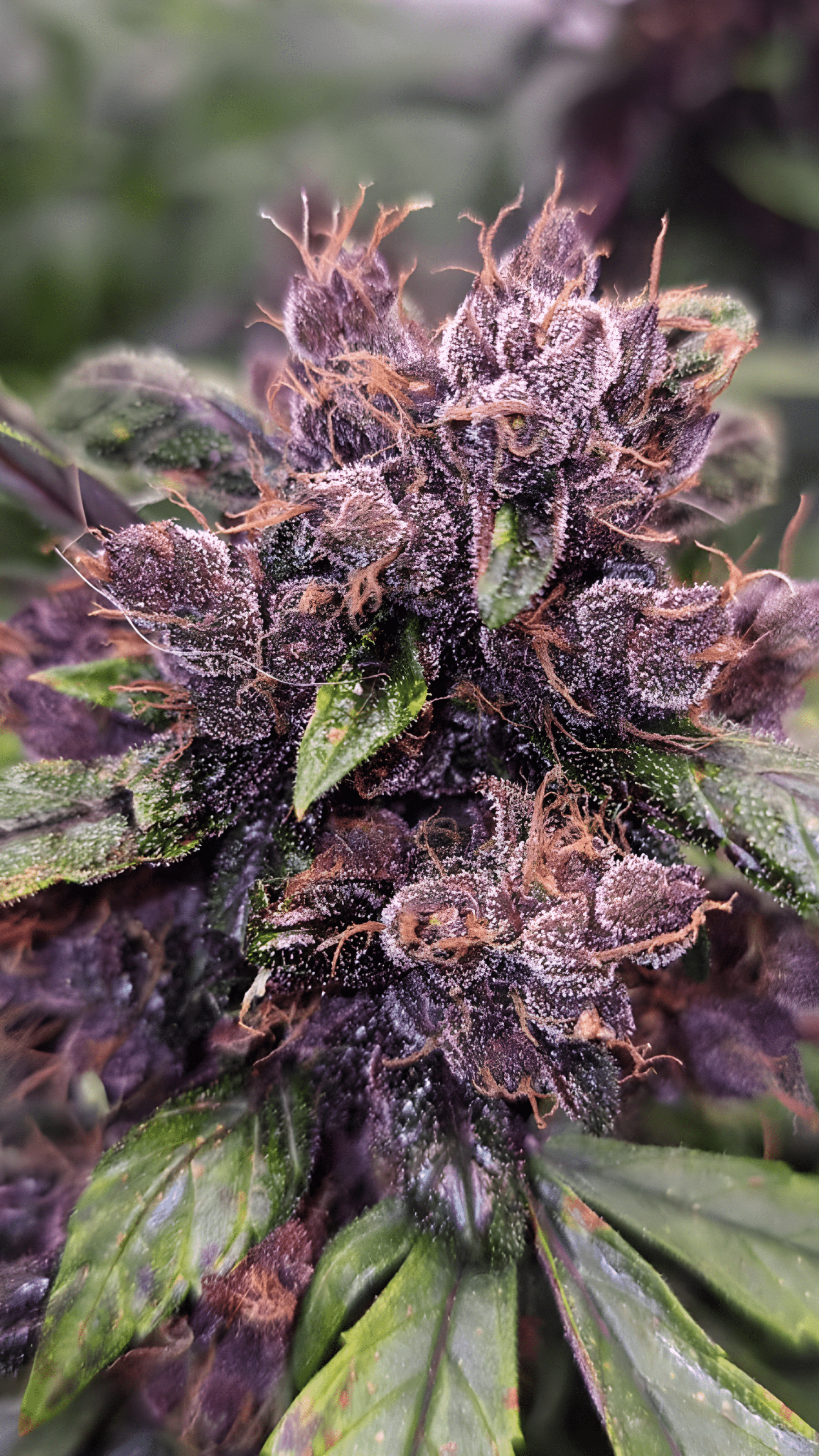 Dutch Passion - Forbidden Cherry AUTO (3er Pack)