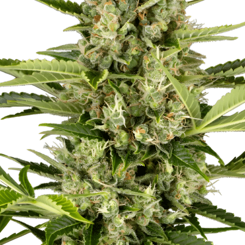 Green House Seed Co. - Jack Herer AUTO (3er Pack)