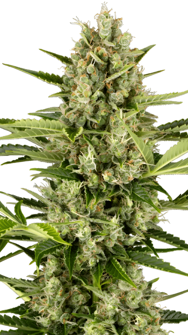 Green House Seed Co. - Jack Herer AUTO (3er Pack)