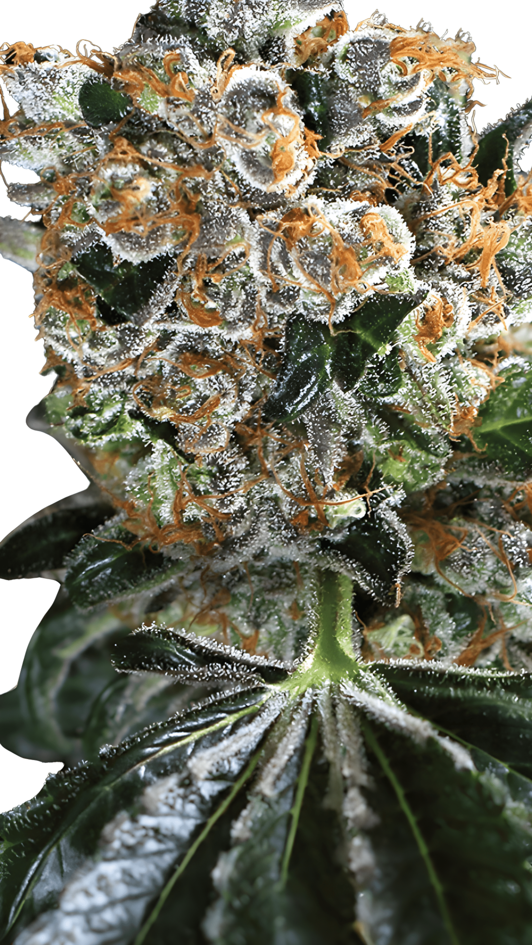 Exotic Seed - Malasana Cookies FEM (3er Pack)