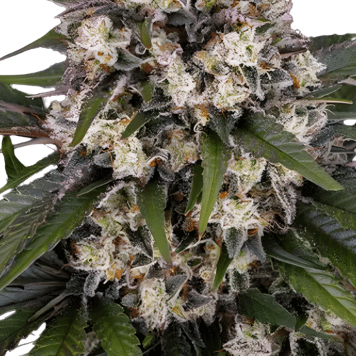 Barney's Farm - OG Kush Auto (3er Pack)