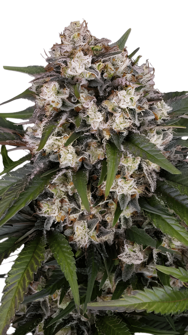 Barney's Farm - OG Kush Auto (3er Pack)