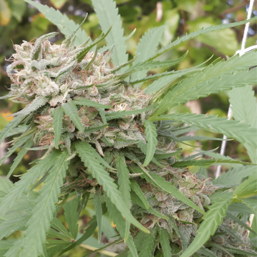 Dutch Passion - Orange Bud FEM (3er Pack)