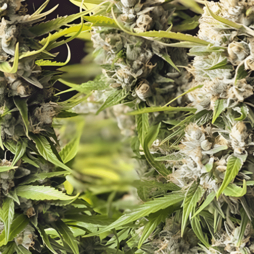 Dutch Passion - Orange Bud AUTO (3er Pack)