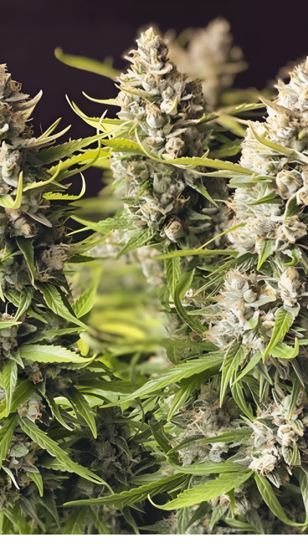 Dutch Passion - Orange Bud AUTO (3er Pack)