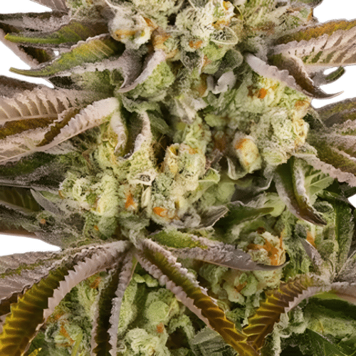 Barney's Farm - Pineapple Express FEM (3er Pack)