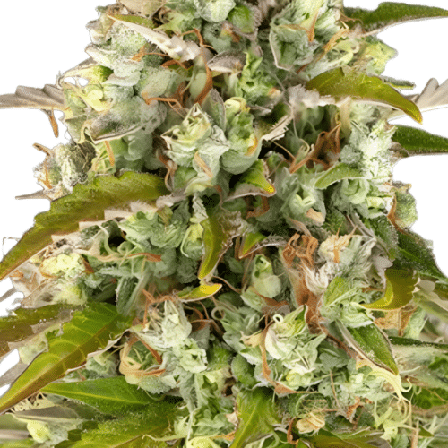 Barney's Farm - Pineapple Express AUTO (3er Pack)