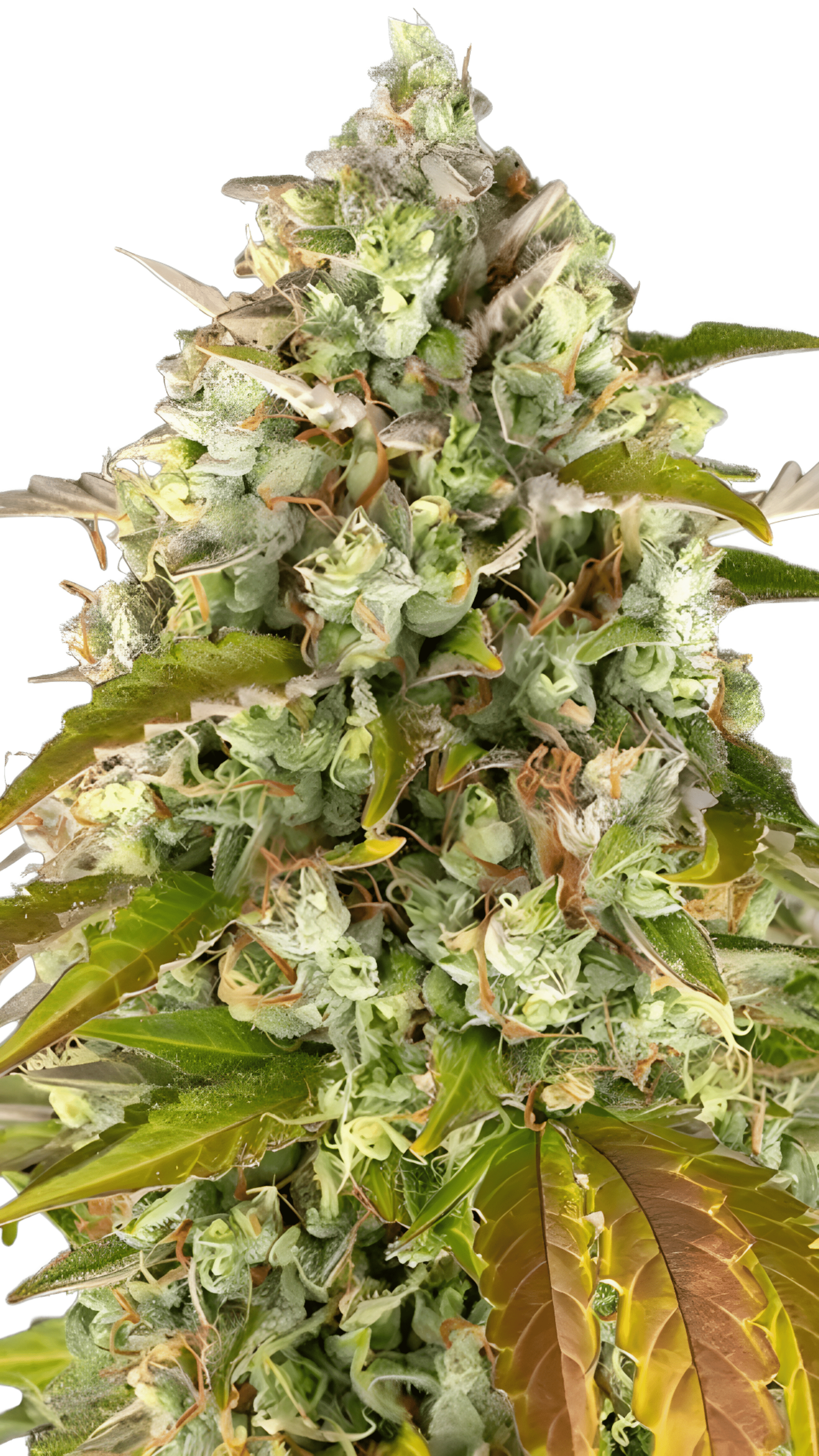 Barney's Farm - Pineapple Express AUTO (3er Pack)
