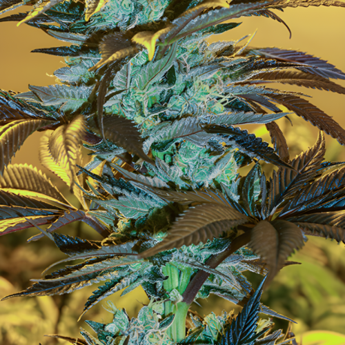 Exotic Seed - Purple Monkey AUTO (3er Pack)