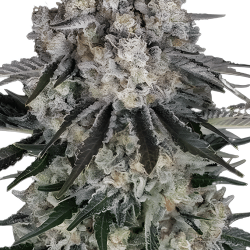 Barney's Farm - Sour Diesel AUTO (3er Pack)
