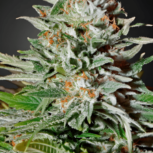 Green House Seed Co. - Super Lemon Haze AUTO (3er Pack)
