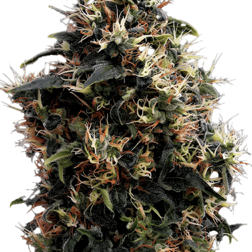 Green House Seed Co. - Sweet Mango AUTO (3er Pack)