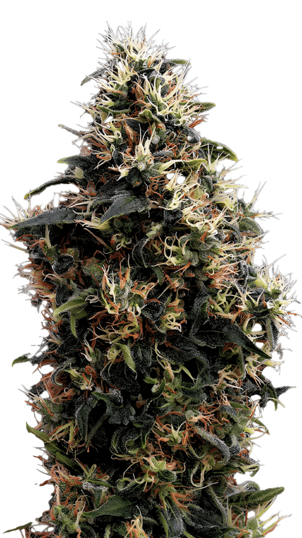 Green House Seed Co. - Sweet Mango AUTO (3er Pack)
