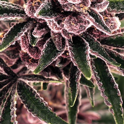 Exotic Seed - Tropical Fuel FEM (3er Pack)
