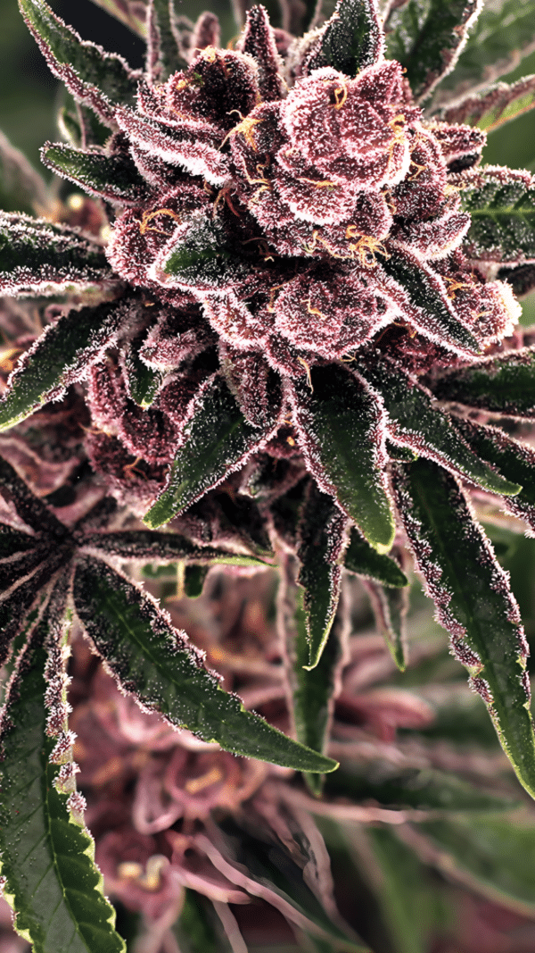 Exotic Seed - Tropical Fuel FEM (3er Pack)