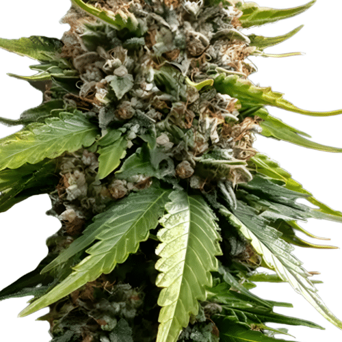 Barney's Farm - White Widow XXL AUTO (3er Pack)