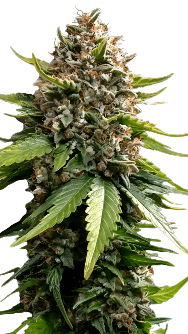 Barney's Farm - White Widow XXL AUTO (3er Pack)