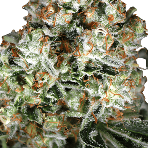 Exotic Seed - Zkittalicious AUTO (3er Pack)