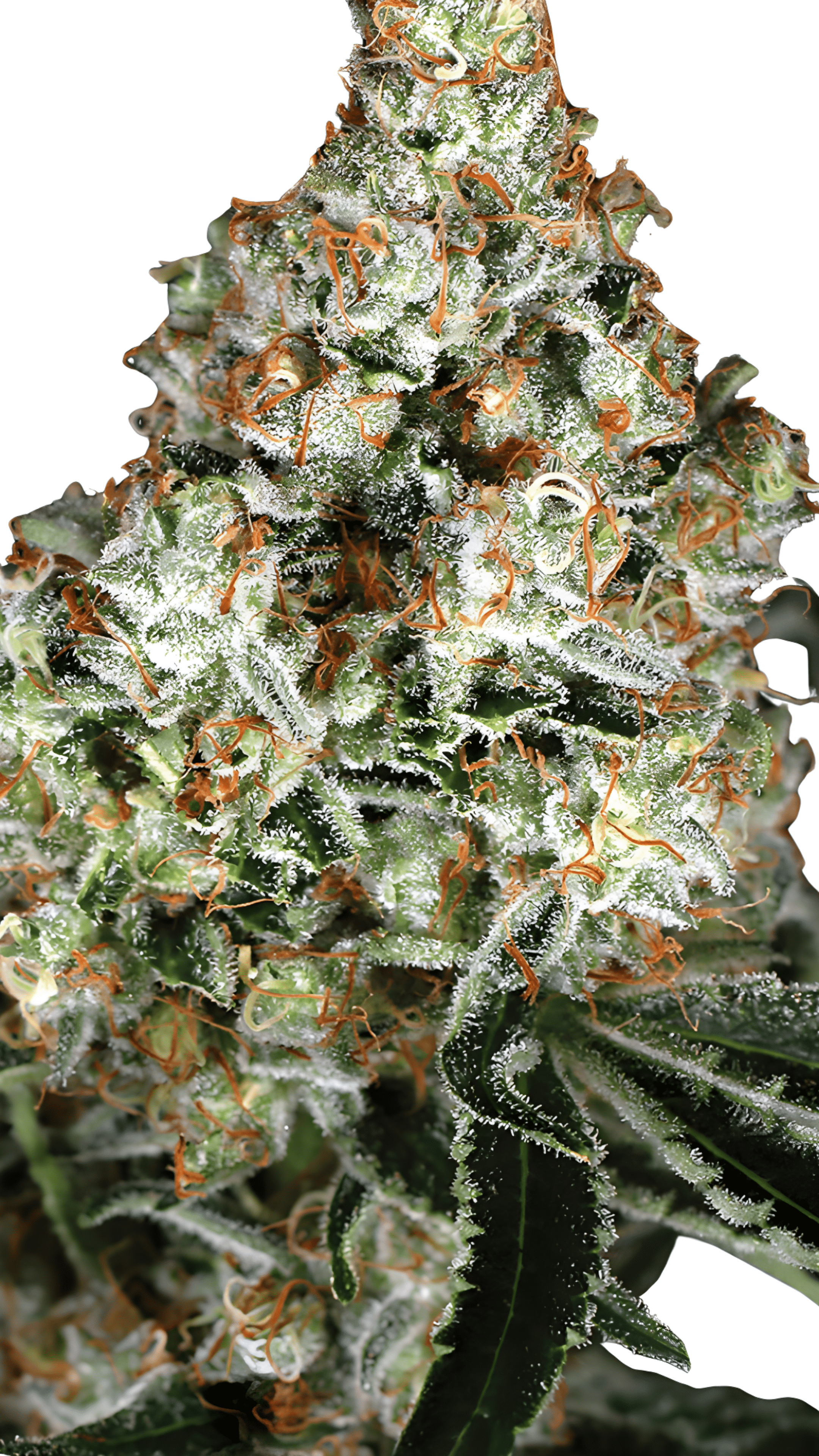 Exotic Seed - Zkittalicious AUTO (3er Pack)