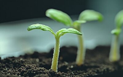 Die Sämlingsphase bei Cannabis – so gelingt dir der Start