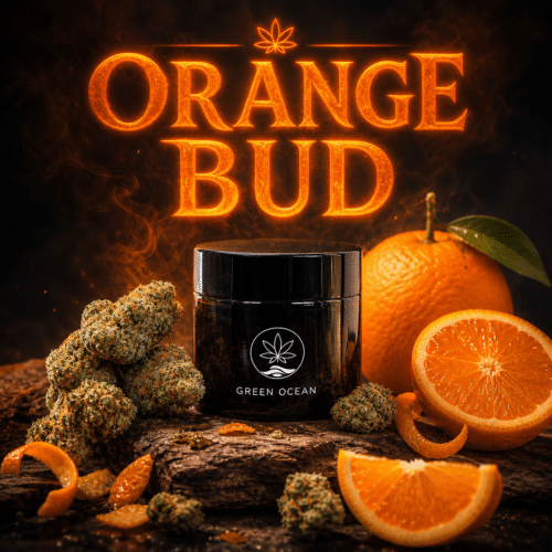 Orange Bud