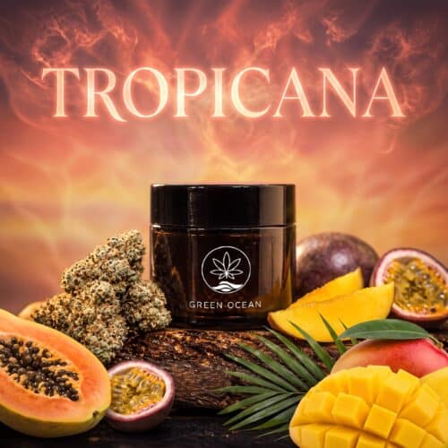 Tropicana CBD-Blüten im Green Ocean Glas mit tropischen Früchten