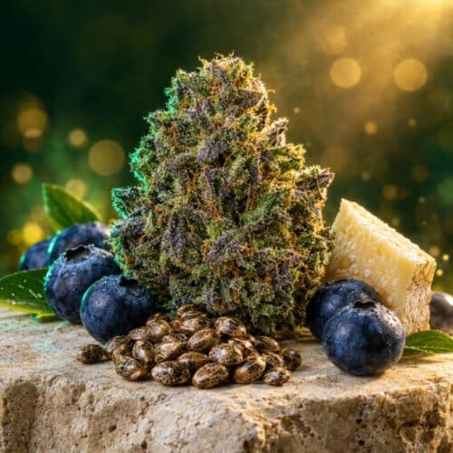 Blue Cheese Samen von Barney's Farm